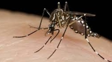 Confirman un nuevo caso de dengue en La Plata y el total de infectados llega a 16