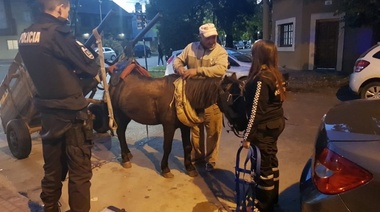 Garro confirmó que la Municipalidad rescató a un nuevo equino, y en casi cuatro meses hubo récord de salvatajes