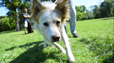 Llega una nueva jornada de vacunación veterinaria gratuita a San Carlos