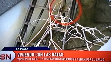 La Plata: Un acumulador de basura tiene enorme cantidad de ratas y habría un discapacitado como víctima
