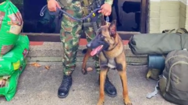 Continúa la búsqueda de Wilson, perro clave en el rescate de los niños en la selva de Colombia: "No dejamos a nadie atrás", expresó el Ejército