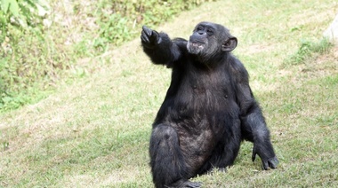 Tristeza en el Bioparque de La Plata por la muerte de la chimpancé Judy