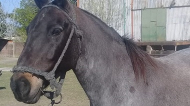 SENASA ordena sacrificar a un caballo por caso de anemia positiva y su dueño se resiste: “Me planté porque es mi mascota”, dijo
