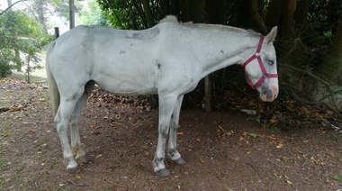 El Municipio rescató a un equino que presentaba signos de maltrato