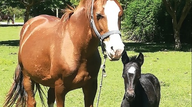 Nacieron dos caballos de yeguas que fueron rescatadas y recuperadas por la municipalidad de La Plata