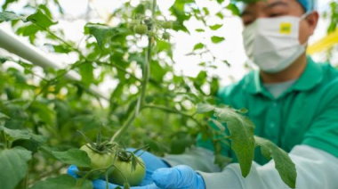 Investigadores chinos descubren mecanismo de alto rendimiento de tomates cultivados
