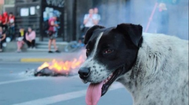 Vecinos de Antofagasta realizaron una falsa marcha de protesta para salvar a un perro herido