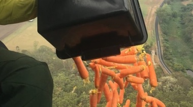 En Australia tiran miles de zanahorias desde helicópteros para alimentar a animales que lograron escapar de incendios