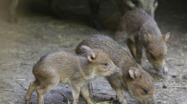 Conservación de especies en el Bioparque: nacieron tres ejemplares de pecarí de collar