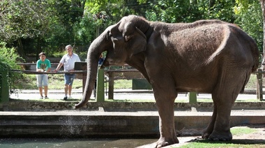 A un año de la muerte de la Elefanta Pelusa, Garro dijo que ya se liberaron 104 animales y van a trasladar otros 41
