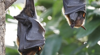 Apareció un murciélago con rabia en Tres Arroyos y por prevención vacunan a perros y gatos
