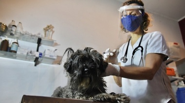 Murciélagos: Recuerdan la importancia de vacunar a perros y gatos una vez al año, toda su vida