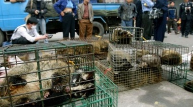 OMS pidió suspender la venta de mamíferos salvajes vivos en mercados por riesgos sanitarios