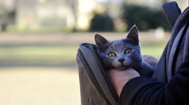 Vecinos de la ciudad podrán atender a perros y gatos en una nueva jornada veterinaria gratuita