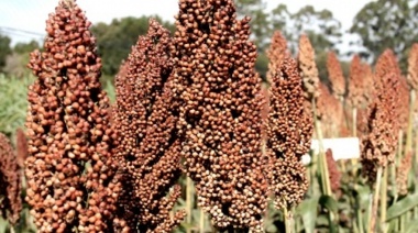 Recortan 10% proyección de producción de sorgo de actual campaña, de 3 a 2,7 millones de toneladas