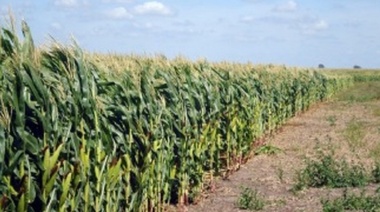 Para la campaña 2017/18 se sembraron  177.085 hectáreas de sorgo granífero en la provincia de Buenos Aires