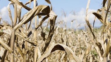 Desde Cepba aseguran que "si en 15 o 20 días no llueve se pone en riesgo la cosecha de maíz"