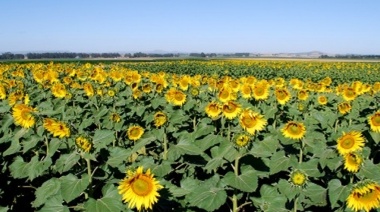 Más del 75% del área sembrada de girasol presenta condición hídrica adecuada