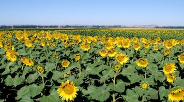 La cosecha de girasol en el oeste bonaerense y norte pampeano registra un rinde menor al esperado