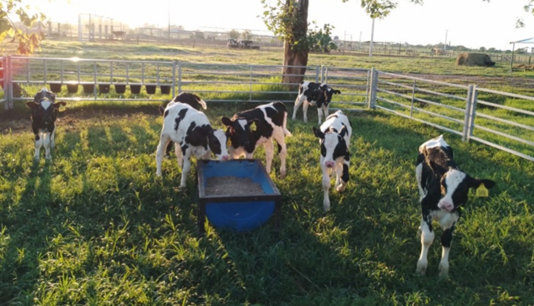 Implementan sistemas de crianza colectiva para mejorar el bienestar animal
