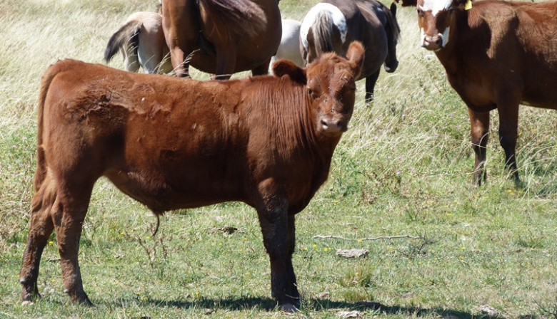 El campo bonaerense, ahogado por el clima y el fisco
