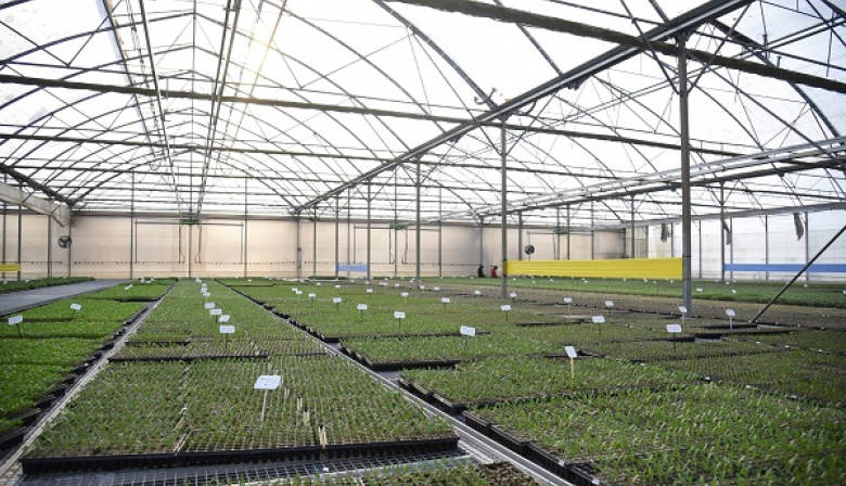 La Plata publica el primer relevamiento florihortícola en 20 años: el cordón verde en cifras