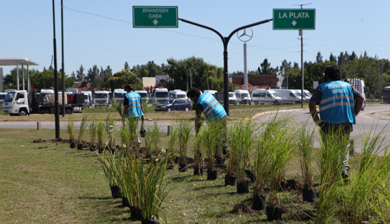 Renuevan la forestación de la rambla de avenida 44 con un nuevo proyecto paisajístico