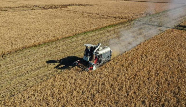 Producción de cereales de China supera 714 millones de toneladas en 2025