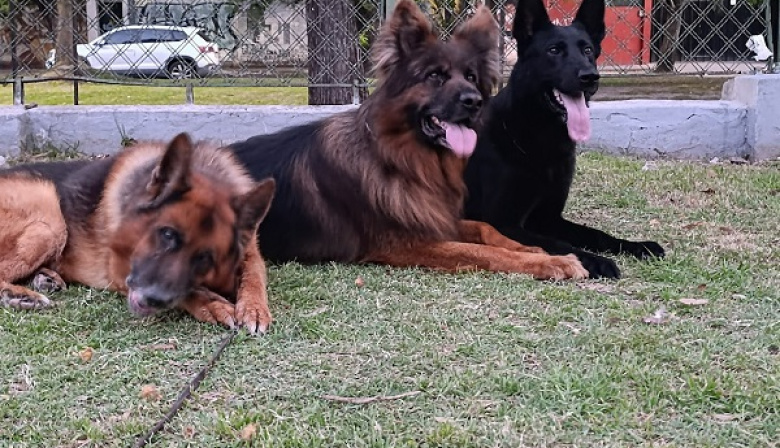Altas temperaturas en La Plata: recomendaciones para la comunidad y para los peludos de la casa