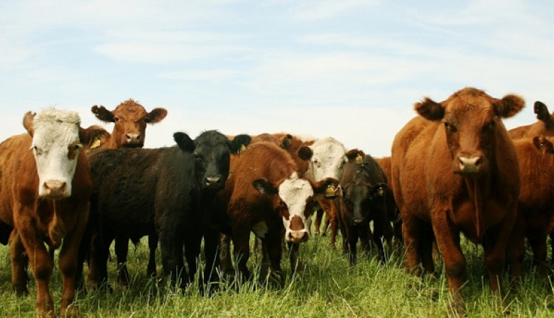 Brucelosis, una zoonosis prevenible que afecta a los animales y a las personas