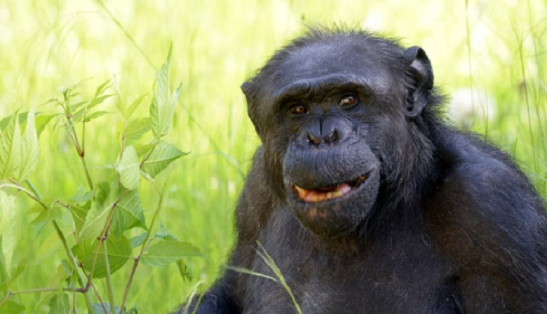 Fallecimiento del chimpancé Tomy en el Bioparque de La Plata