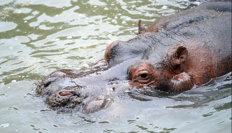 Fallecimiento de Hipólito, el hipopótamo del Bioparque