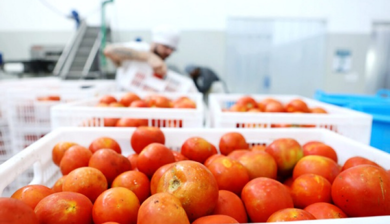 Economía circular: en alianza con productores locales, nace el tomate deshidratado de la UNLP