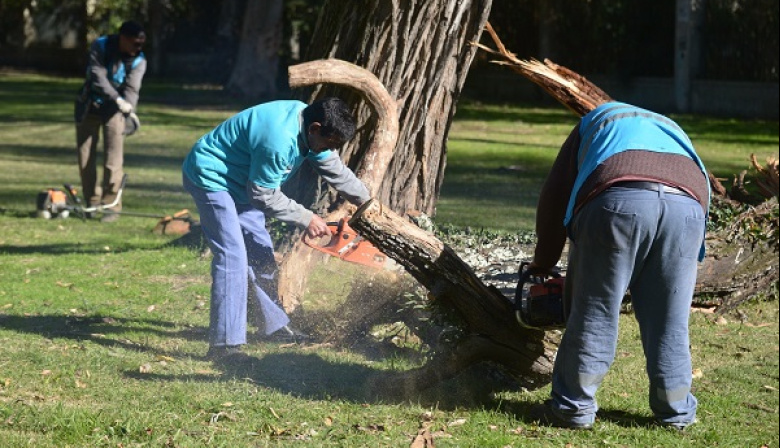 Poda de riesgo en La Plata: el Municipio interviene árboles críticos y avanza el Censo Forestal 2026