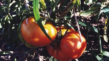 Se viene la Fiesta del Tomate Platense