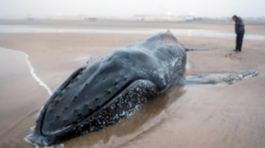 Trabajan contrarreloj para rescatar a una ballena de 6 toneladas varada en Mar del Plata