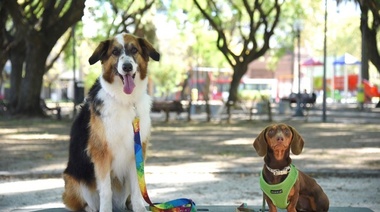 Diagraman protocolo de acción para casos de maltrato animal: Se reciben denuncias las 24 horas