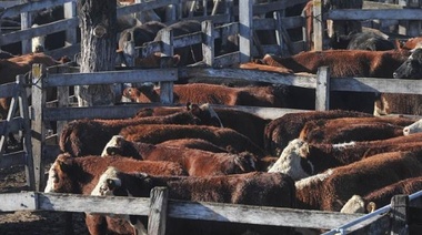 Ingresaron 12.624 vacunos al Mercado de Hacienda de Liniers