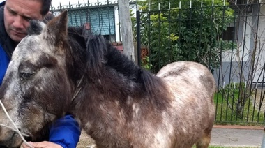 En lo que va del año, la Comuna platense rescató a 13 caballos abandonados o maltratados