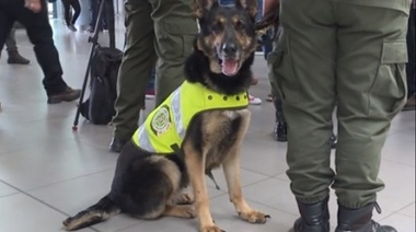 Cárteles colombianos ofrece 70 mil dólares por la cabeza de "Sombra", una ovejera antidrogas exitosa