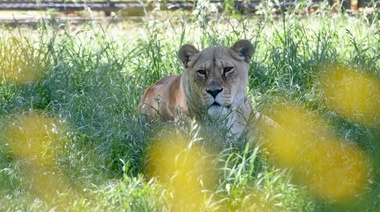 La Plata: Ya se liberaron más de cien animales exóticos en la marcha del zoológico hacia bioparque