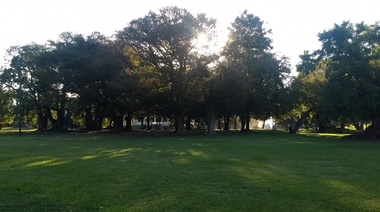 En La Plata, proponen "Foro en defensa del Árbol" en el marco del Día Internacional de los Bosques