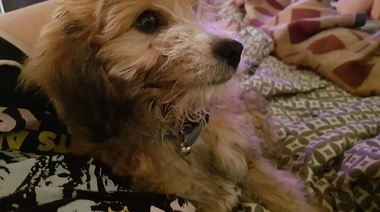 En Ringuelet intentaron robar una vivienda y se llevaron a un perrito que es de un niño con autismo
