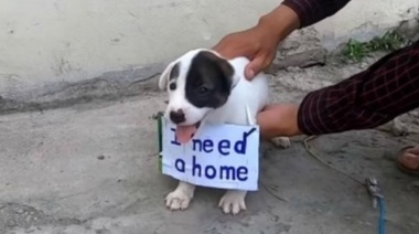 El desgarrador mensaje que tenía un perro sin hogar colgado en su collar