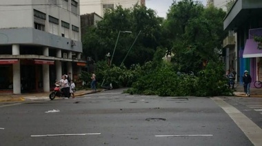 Hasta las 17.30, registran la caída de más de 50 árboles a raíz del temporal en  La  Plata