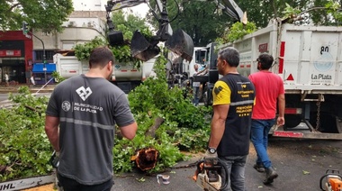 Registraron la caída de más de 200 árboles y ramas de gran porte a raíz del temporal
