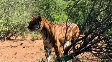 Tigresa Colón, del Bioparque La Plata, ahora está libre en su nuevo hogar de Sudáfrica