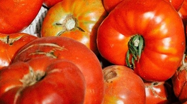 Este sábado la ciudad celebrará una nueva edición de la fiesta del tomate platense