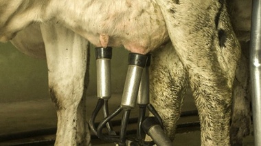 La producción de leche creció 9,3% interanual en el primer semestre