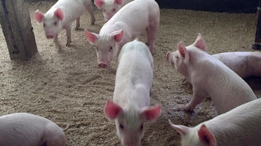 Récord de exportación y de consumo de carne de cerdo en junio y mayor producción en primer semestre